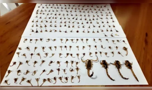 Invasão de escorpiões amarela assusta família em Maringá, PR