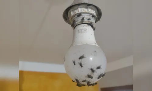 Grave infestação de moscas preocupa moradores de Aricanduva