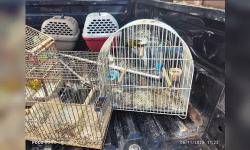 Multa de mais de R$ 5 mil por manter aves silvestres em cativeiro