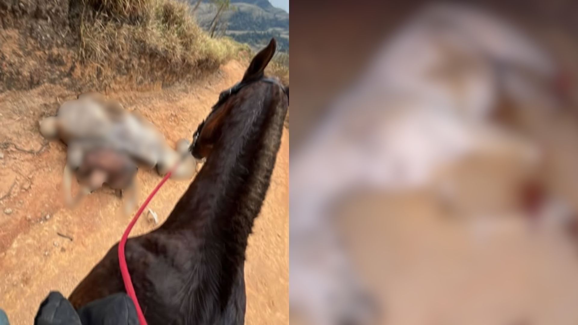 Entenda por que autor confesso de mutilação de cavalo em SP não foi preso
