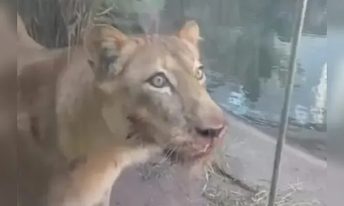 Leoa do zoológico de João Pessoa não será sacrificada após ataque mortal