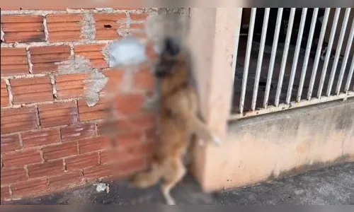 Homem detido após cão morrer enforcado em corrente em Londrina