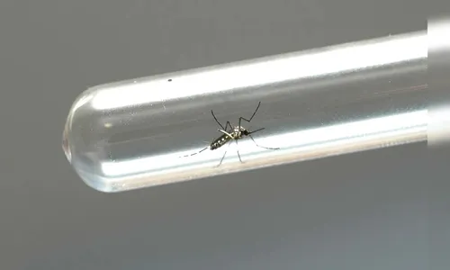 Paraná tem queda significativa em casos e mortes por dengue em 2025