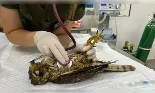 Universidade do Paraná cuida de animais afetados por tornado