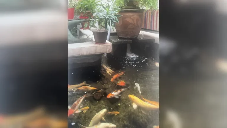 Peixes no Feng Shui: símbolos de prosperidade e energia positiva