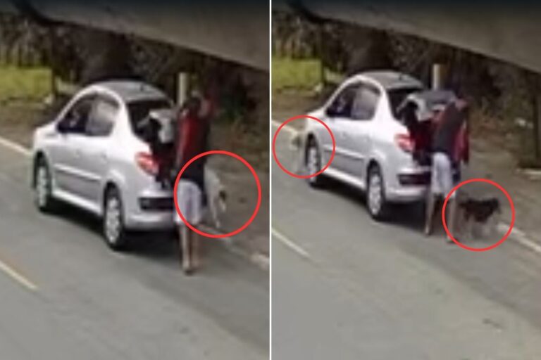 Homem é flagrado abandonando cachorros em Praia Grande
