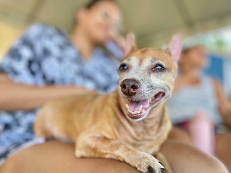15 locais para levar seu pet para passear em Fortaleza