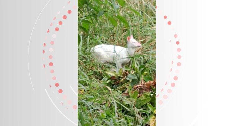 Veados albinos despertam atenção em SC e geram debate sobre conservação