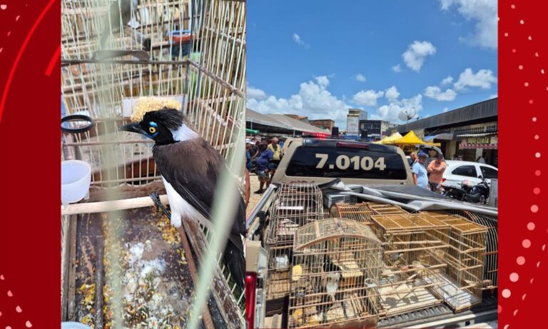 Mais de 100 aves resgatadas em feiras na Bahia