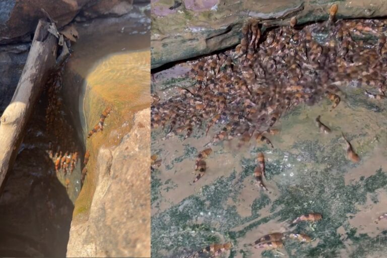 Peixes bagres escalam cachoeiras em Mato Grosso do Sul
