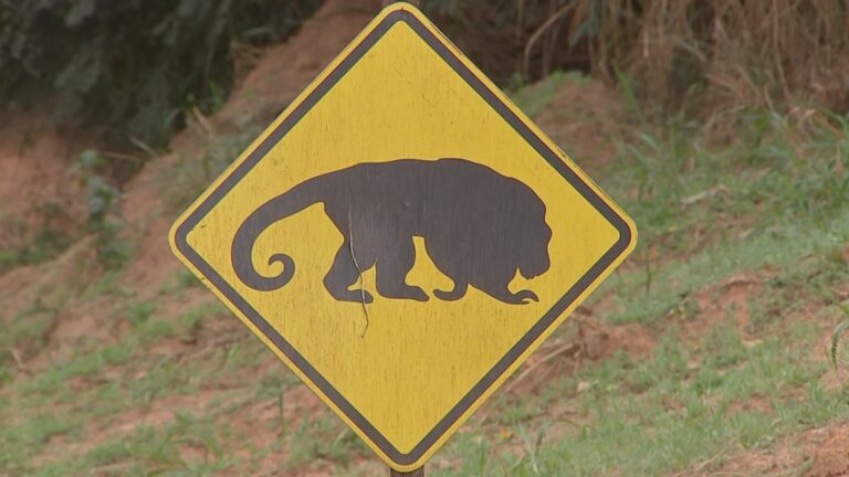 Ponte ecológica em Anhembi protege primata ameaçado