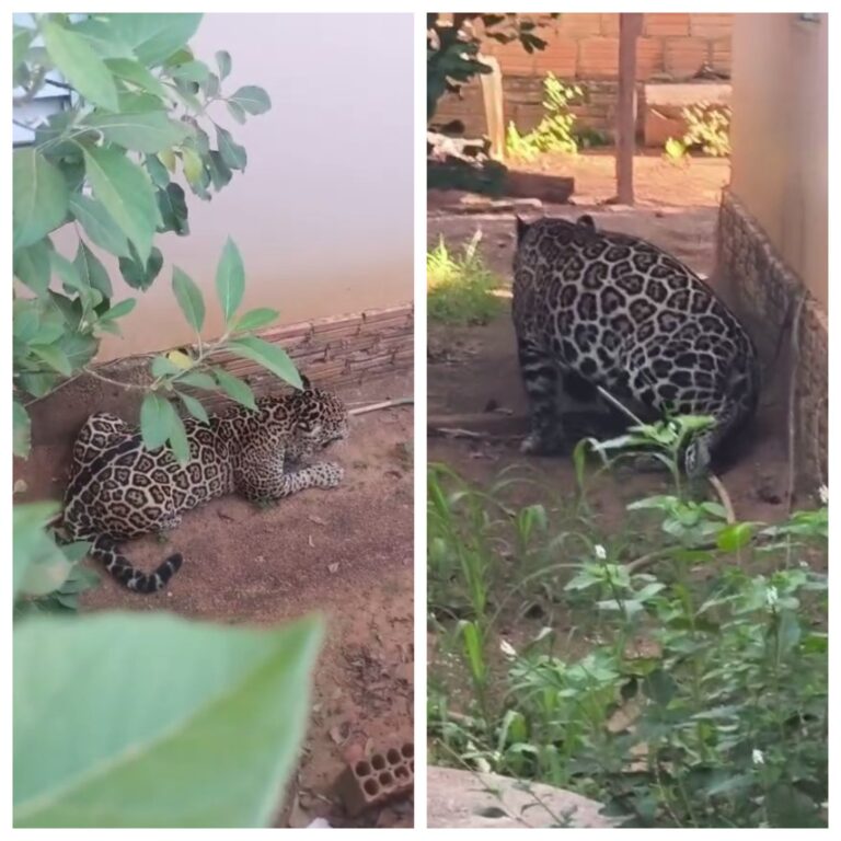 Onça-pintada invade casa em Extrema