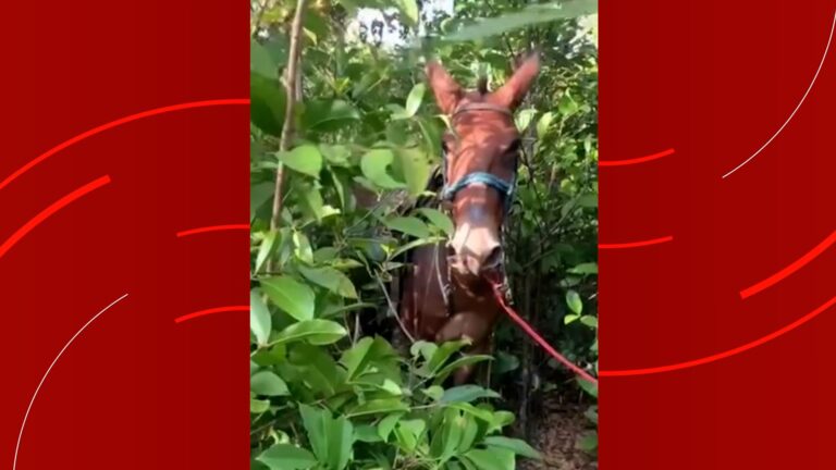 Jovem morre após ser arrastado por burro bravo no MA