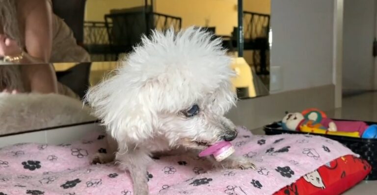 Veterinário alerta para sinais de cardiopatia em pets