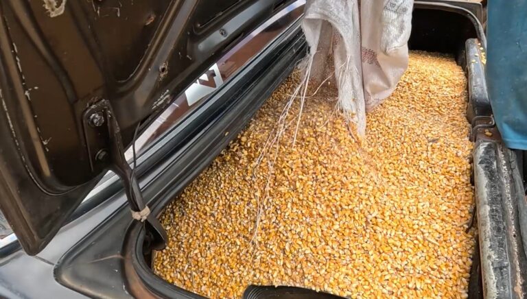 População saqueia milho após tombamento de caminhão no Paraná
