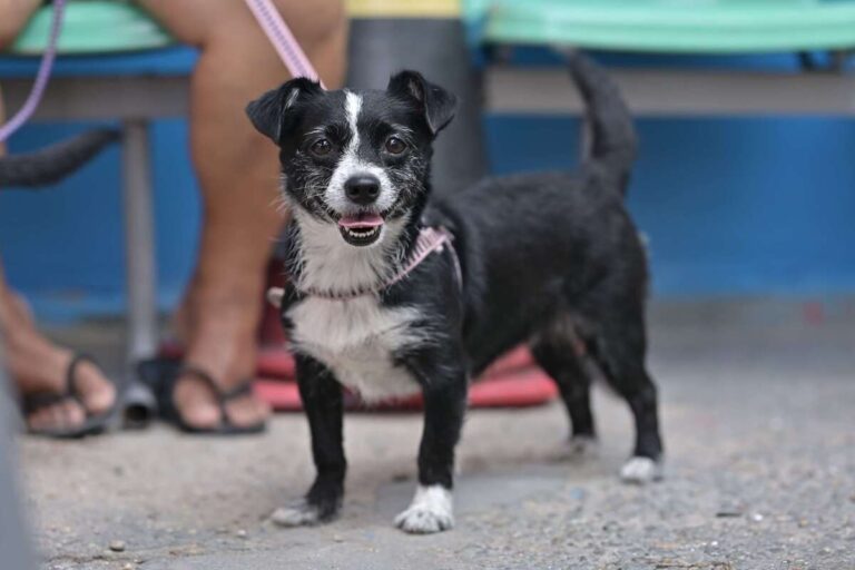Agendamento para castração e vacinação de animais em Manaus