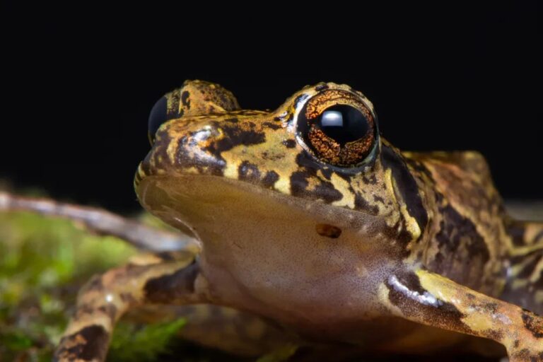 Rã-manezinha, símbolo de Floripa, está ameaçada de extinção