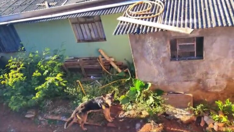 Cães resgatados após abandono em Cascavel