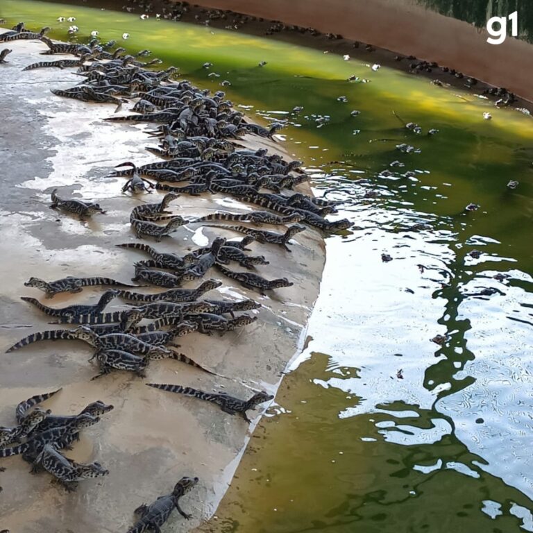 Pesquisa testa óleo de jacaré do Pantanal como cicatrizante e antidepressivo