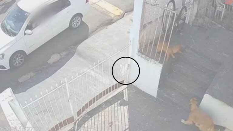 Polícia investiga envenenamento de cães em Jales, SP
