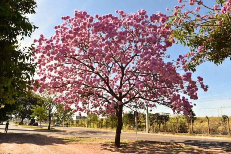 Espécies de árvores para plantar em Campo Grande