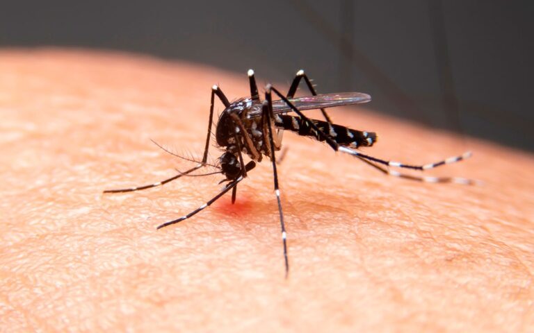 Mosquitos são encontrados pela primeira vez na Islândia