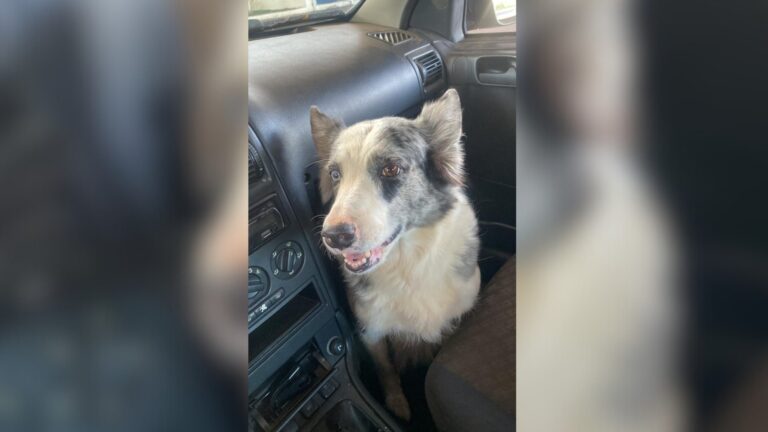 Motorista atropela e mata cachorra em São José do Rio Preto