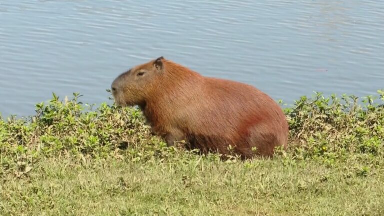 Investigação sobre a morte de capivara em Ponta Grossa