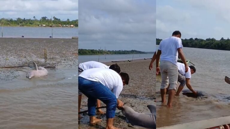 Ribeirinhos resgatam boto encalhado no Baixo Tocantins