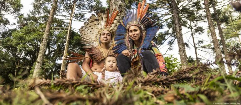 Os indígenas que replantam a floresta de araucárias