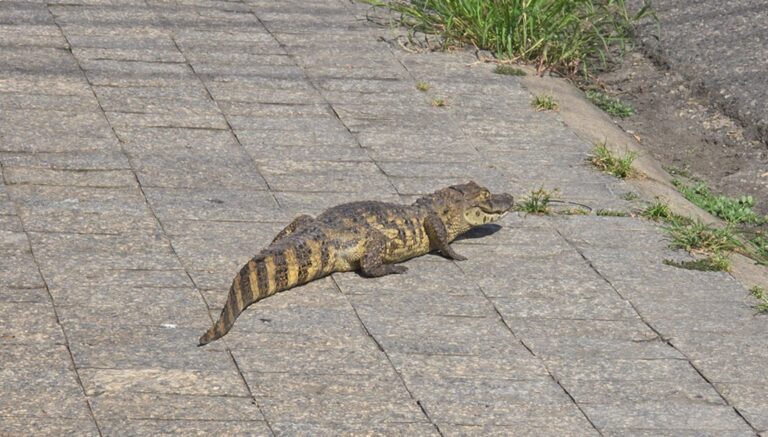 Jacaré é capturado em Aracaju