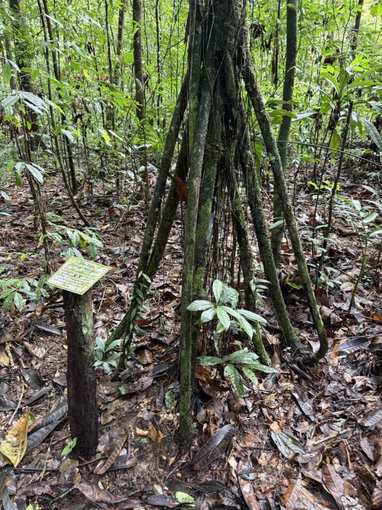 Palmeira que ‘anda’: o mito da planta que se desloca na floresta