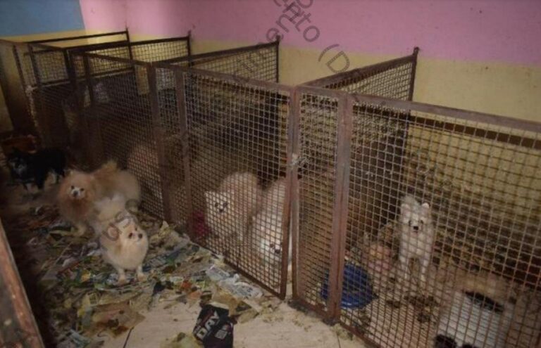 Casal condenado a pagar indenização por maus-tratos a 138 animais