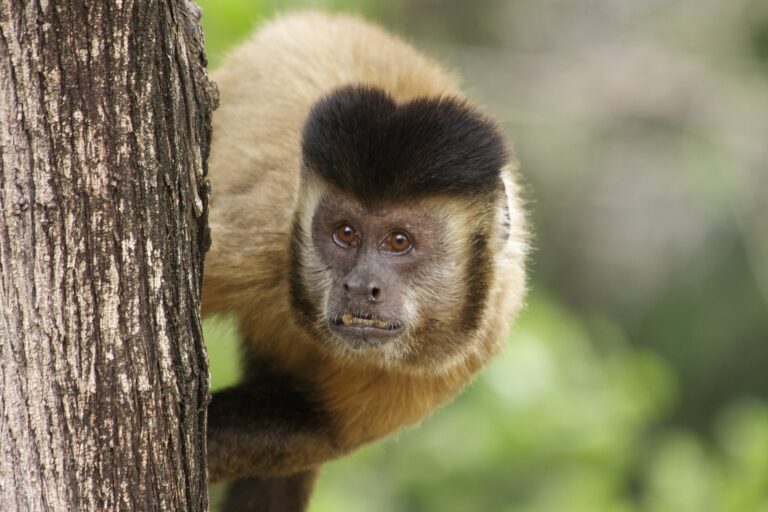 Vídeo de macaco disparando arma no Rio foi produzido com inteligência artificial