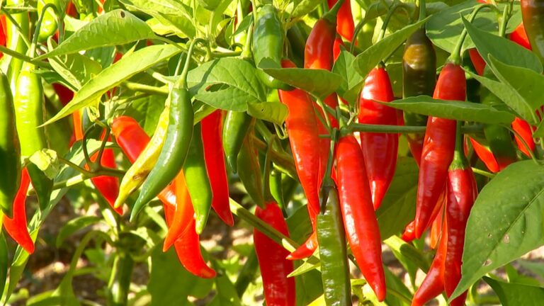 Dicas práticas para cultivar pimentas e preparar conservas