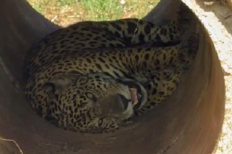 Onça se esconde em lugar inusitado para tirar cochilo no Pantanal