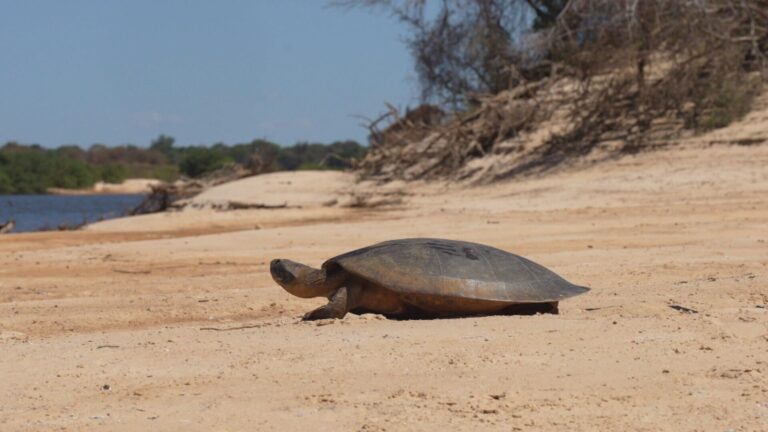Impactos da crise climática na fauna da Amazônia
