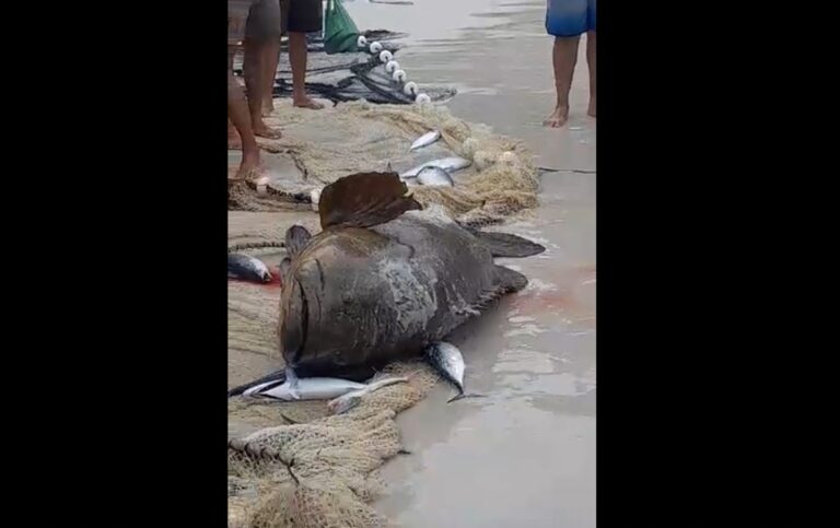 Pescadores devolvem peixe ameaçado de extinção ao mar em Arraial