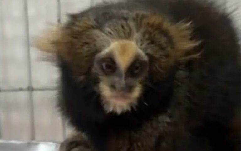 Sagui ameaçada de extinção recebe alta após tratamento de seis meses