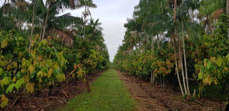 Cooperativas do Pará levam experiências de sustentabilidade na COP 30