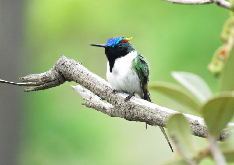 Estudo revela conexão entre polinização e paisagens do Cerrado
