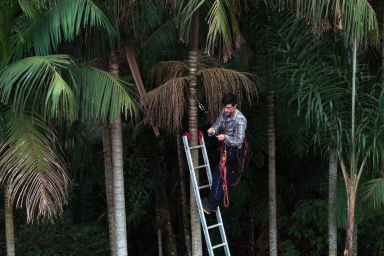 Biólogo usa juçara para restaurar Mata Atlântica e gerar renda sustentável