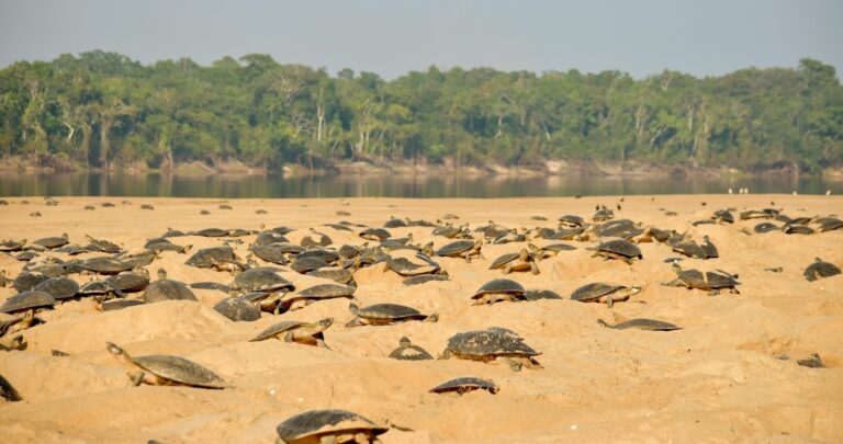 Desova das tartarugas em Rondônia: segundo ano com atraso