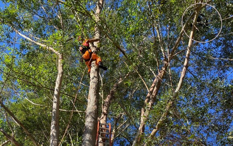 Homem resgatado após ficar preso em árvore durante salto de paraglider