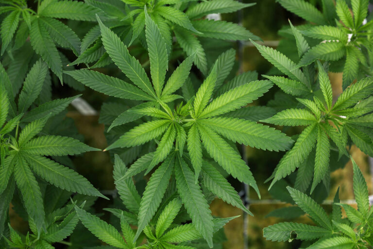 Anvisa autoriza pesquisa da Embrapa sobre cultivo de cânabis medicinal
