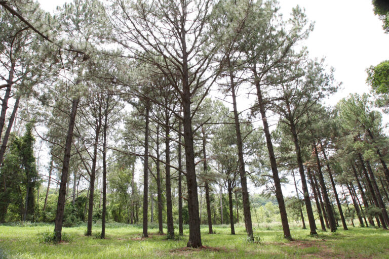 Governo Tarcísio é acusado de descumprir liminar em área de pesquisa