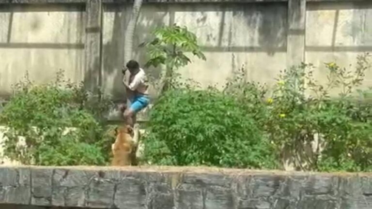 Zoológico da Paraíba e a morte de jovem em ataque de leoa