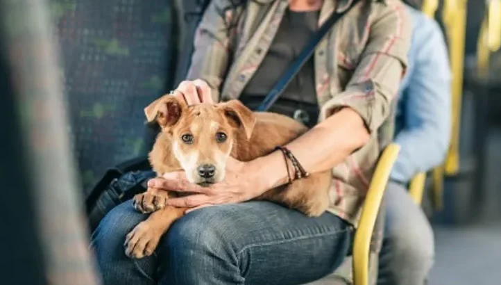 Cães e Gatos em ônibus de Curitiba?