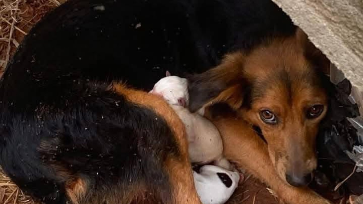 Justiça determina intervenção em ONG de proteção animal em Londrina