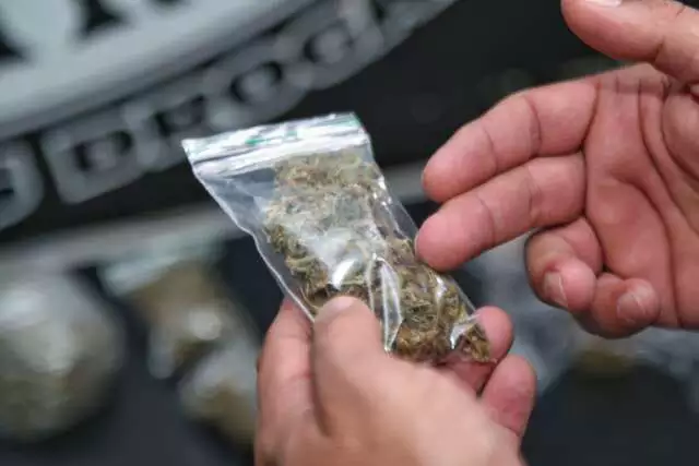Casal e Fornecedor Condenados por Tráfico de ‘Maconha Gourmet’ em Campo Grande